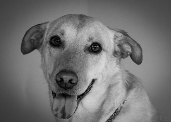 Quelles sont les stratégies de survie des caméléons face à leurs prédateurs naturels?