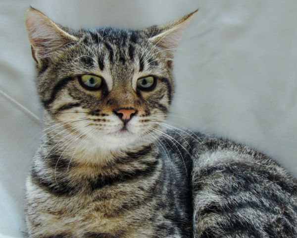 Découvrez les caractéristiques surprenantes du chat tigré gris