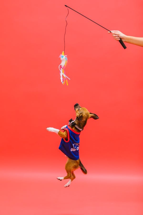 Le guide complet des équipements pour le sport canin